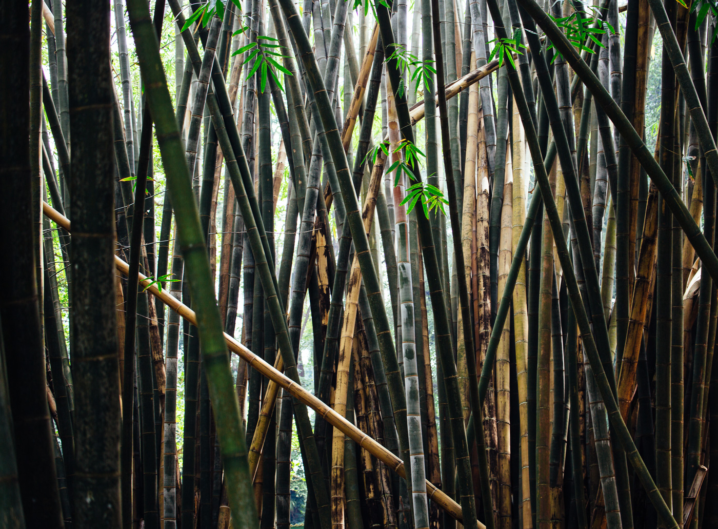 BAMBOO_FOREST_BOTANICAL_GARDENS_KANDY The Island Insider