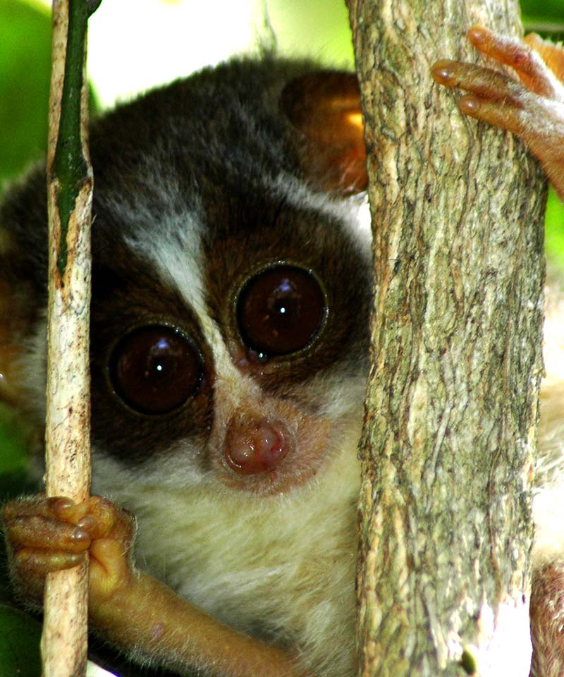 Loris Night Trail