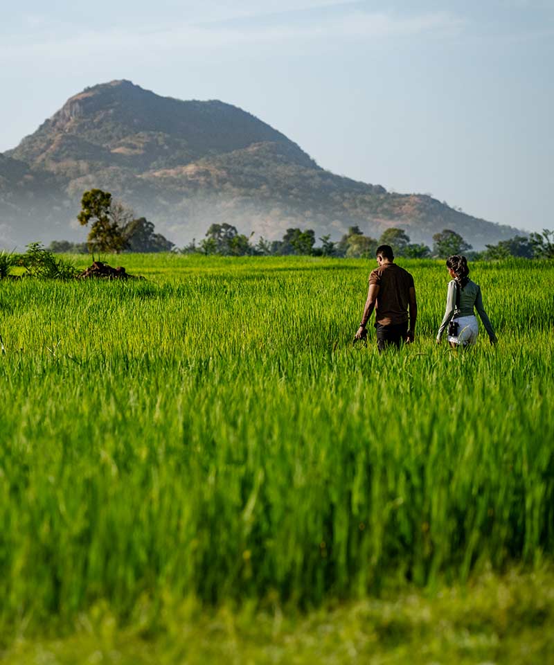 Kaduruketha Paddy Walk