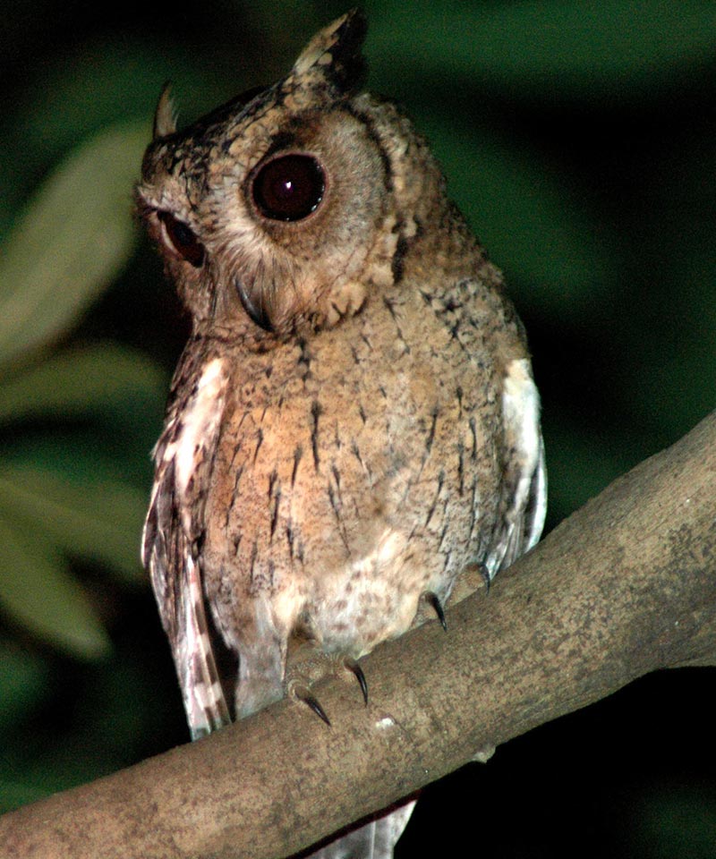 Nocturanal Trail