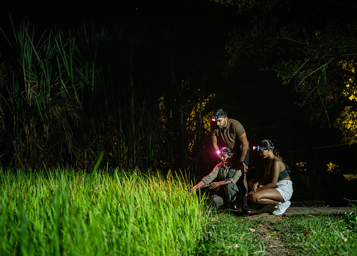 Nocturnal Walk