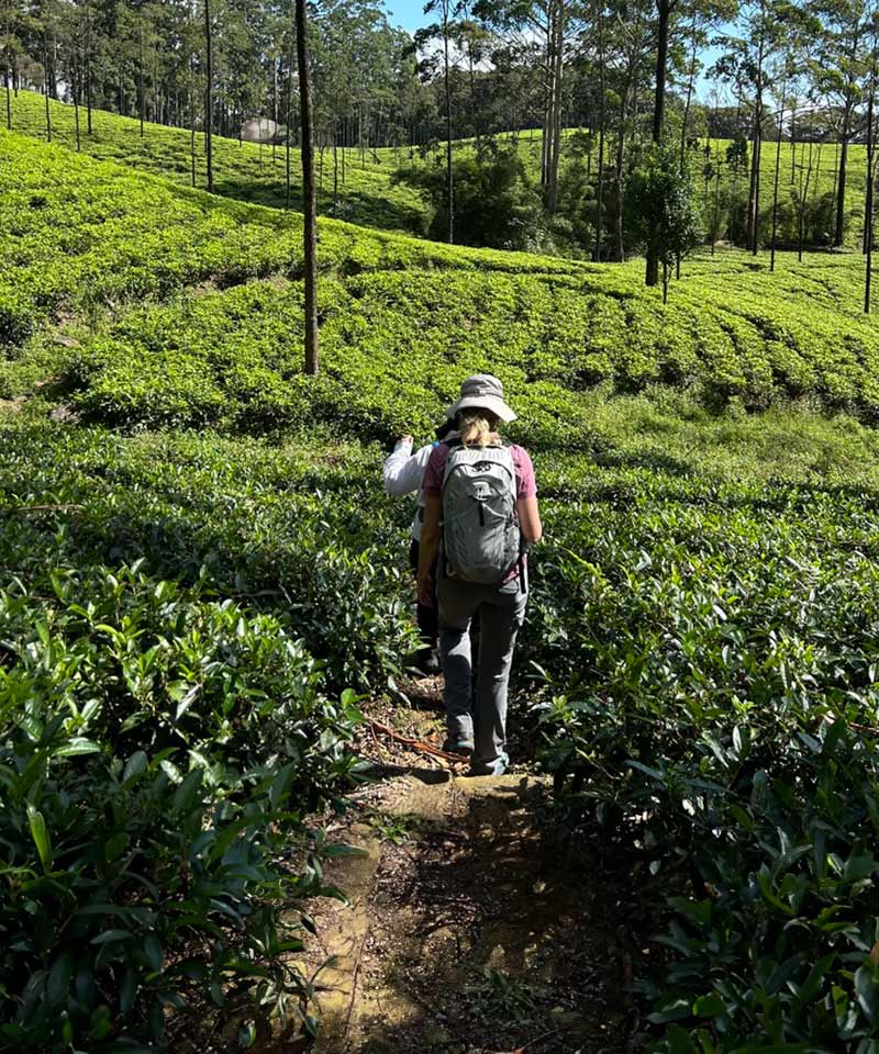 Pekoe Trail