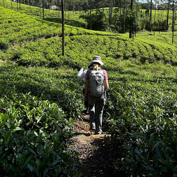 Pekoe Trail