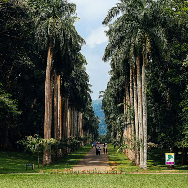 Royal Botanical Garden 