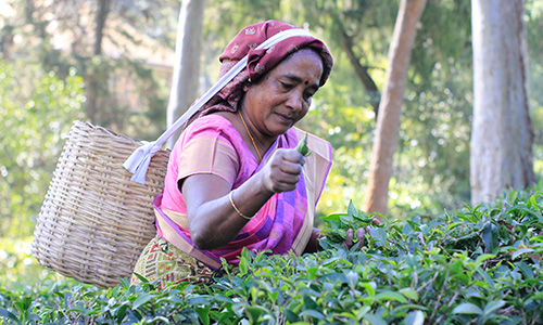 Jetwing - MEENA AMMA'S TEA EXPERIENCE