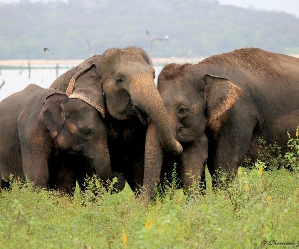 Minneriya National Park