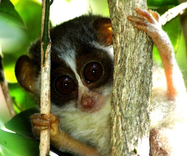 Loris Night Trail at Jetwing Vil Uyana