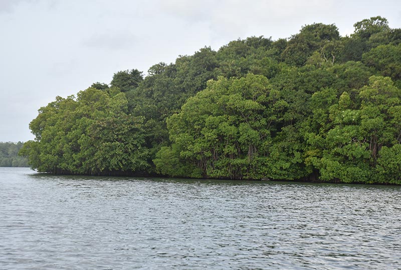 Top 10 Scenic Boat Rides and River Cruises in Sri Lanka