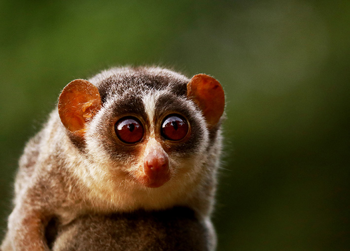 Loris Night Trail