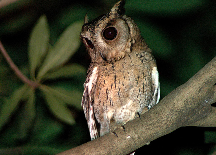 Nocturanal Trail