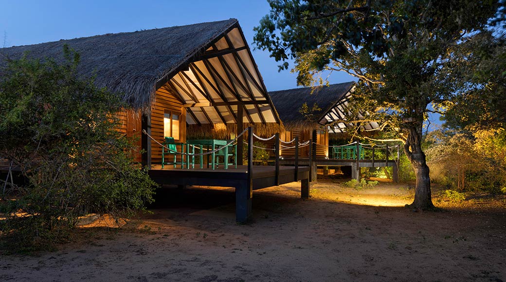 Jungle Dwelling