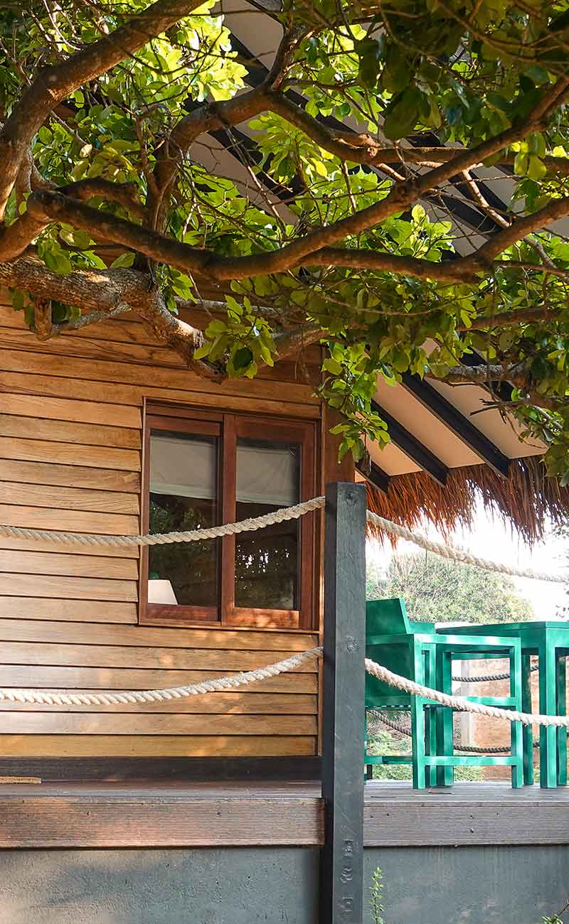 Jungle Dwelling