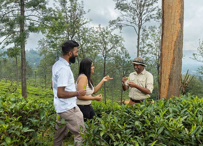 Uva Ben Head Estate Tea Tour