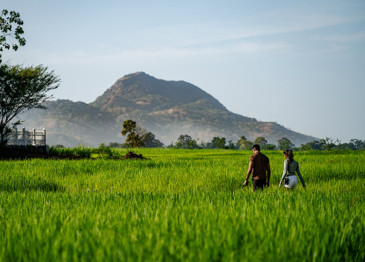 Kaduruketha Paddy Walk