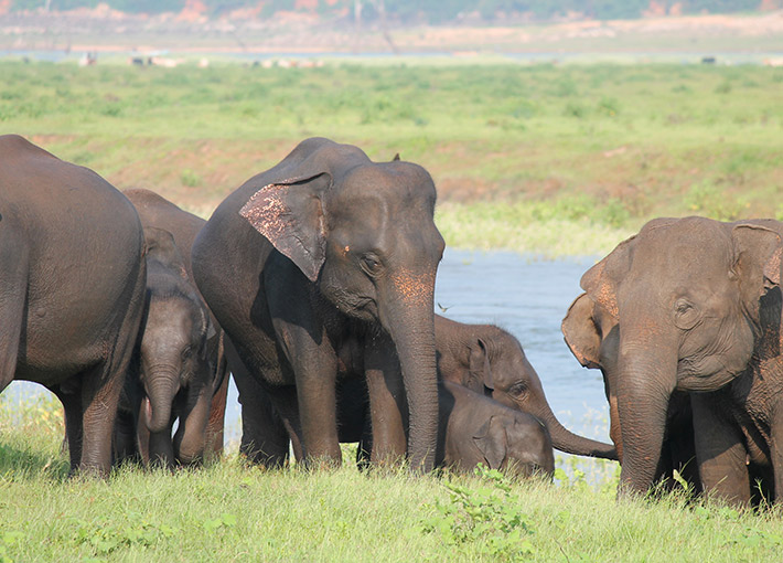 Elephant watching