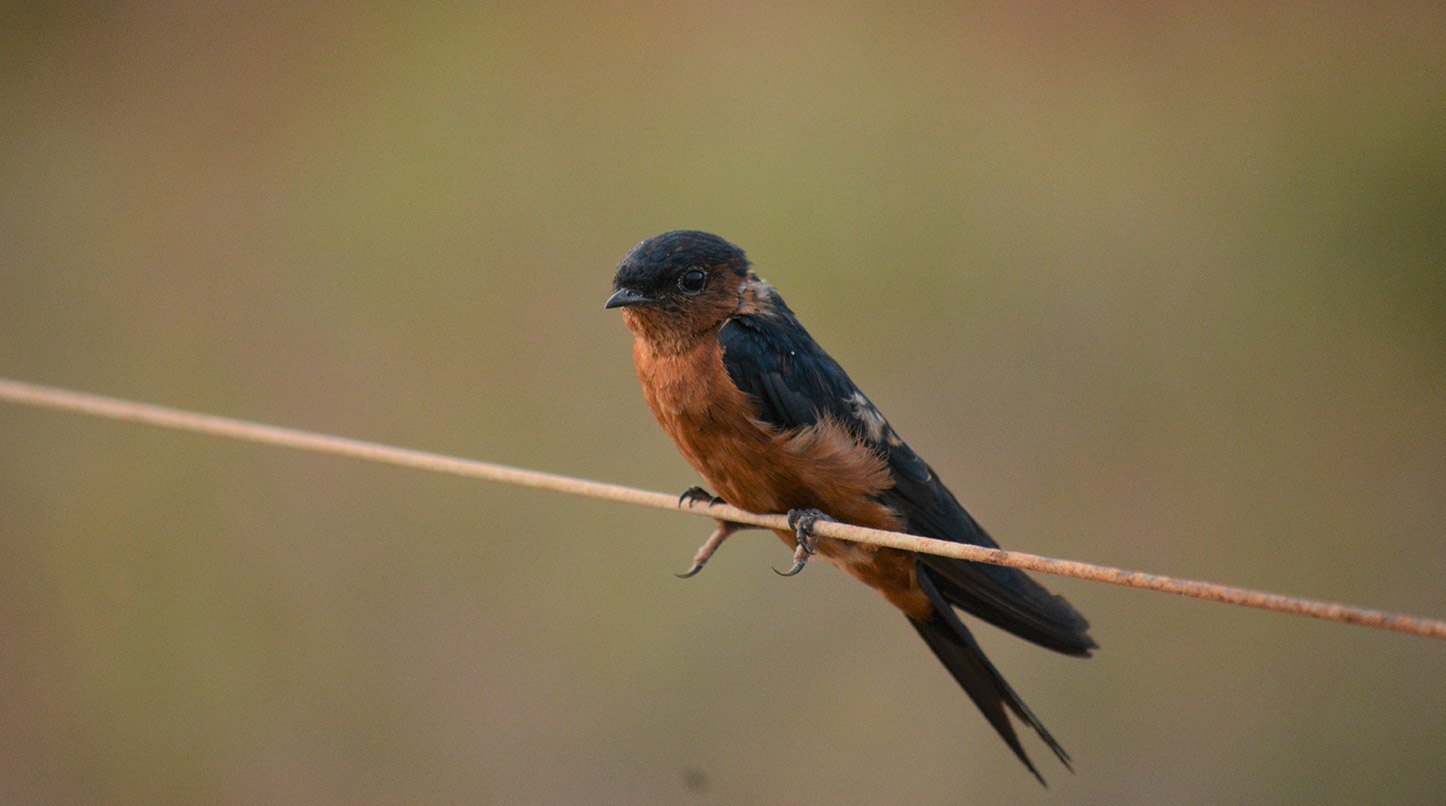 Sri Lankan Swallow