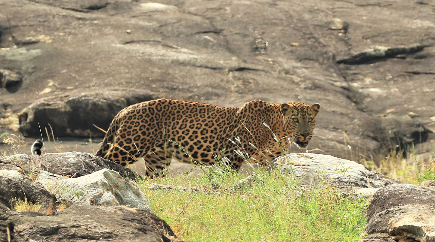 leopard safari camp sri lanka