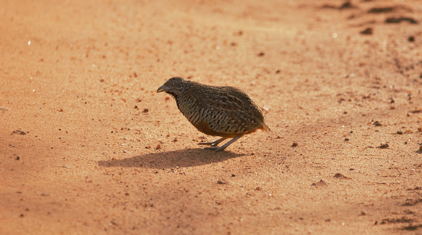 Barred buttonquail