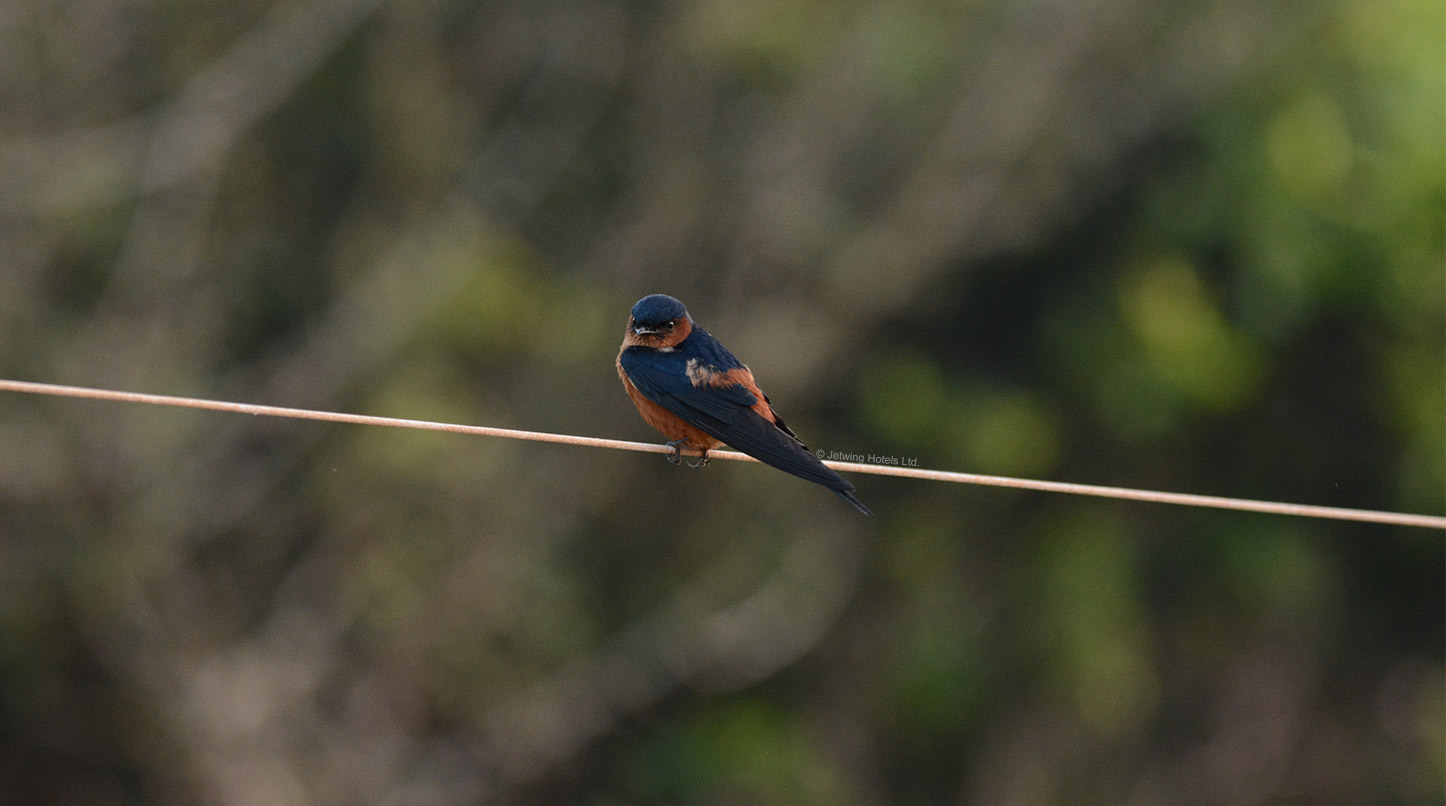 Sri Lankan Swallow