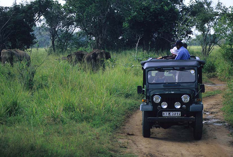 Elephant Safari at Wilpattu