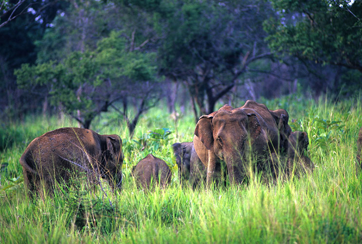 Elephant Safari