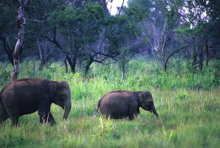 Elephant Watching Safaris