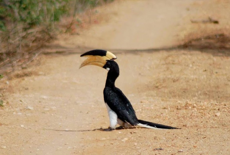 Bird trail