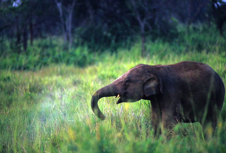 Wilpattu Elephant Calf