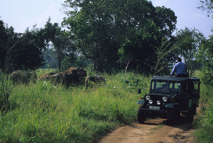 Wilpattu Elephant Safari