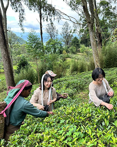 Tea Trails