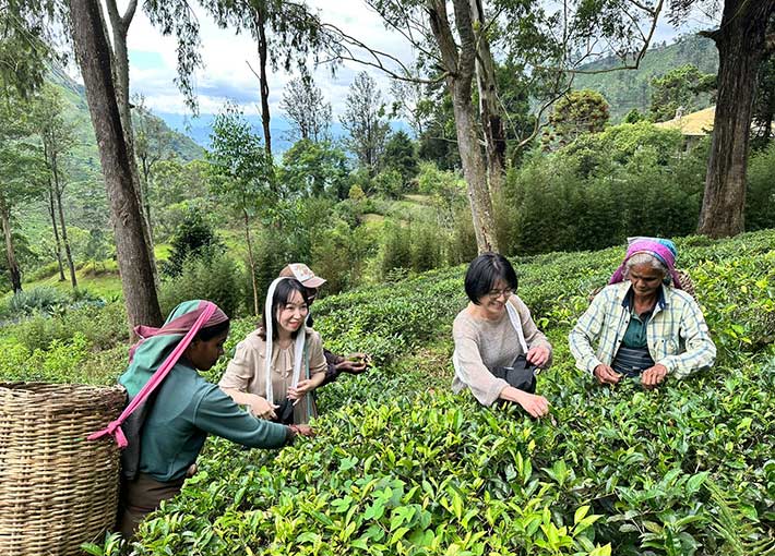 Warick Estate Tea Tour