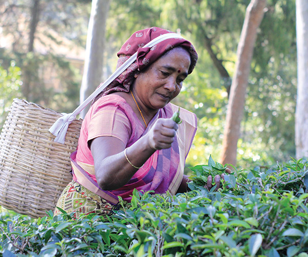 Meena Amma's Tea Experience