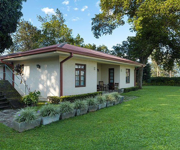 Olive Bungalow